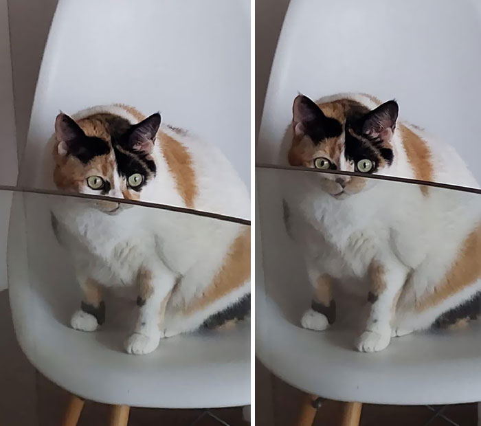 Pets-Animals-Behind-Glasses