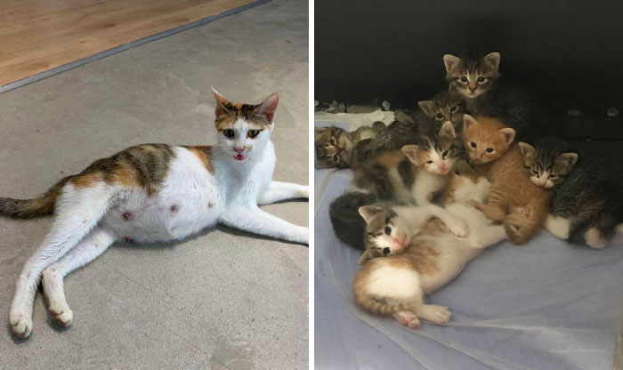 Mi compañera trajo una gata callejera preñada a la oficina, ahora son 9 y tienen su propia sala de juntas