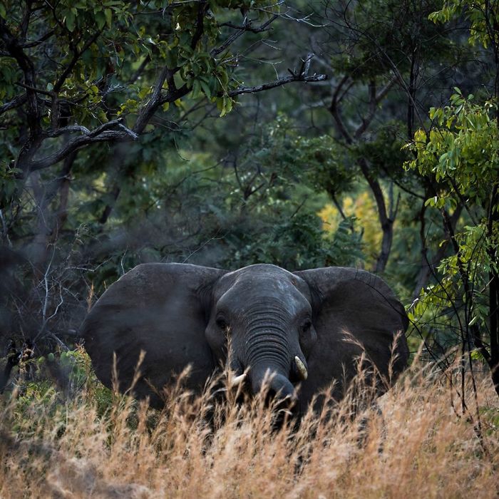 This All-Female Unit Of Rangers Protecting Wildlife From Poachers In Zimbabwe Is Epic This All-Female Unit Of Rangers Protecting Wildlife From Poachers In Zimbabwe Is Epic