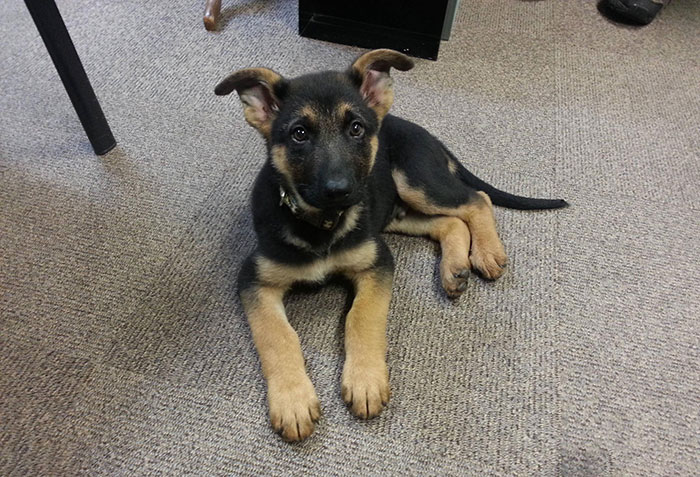 Walking To Work To Have This Little Guy Run Up To Me. A German Shepherd Puppy Is The Perfect Way To End A Friday
