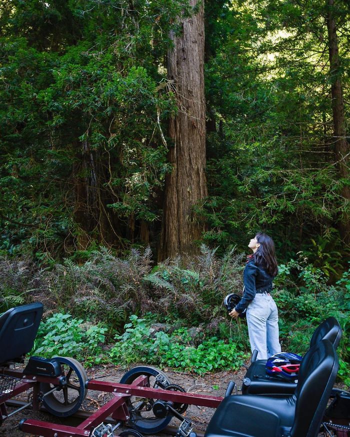 You Can Pedal Through California&rsquo;s Redwood Forest On A Railbike, And The Trip Looks Absolutely Stunning