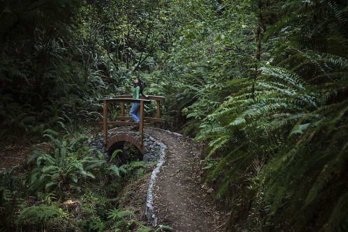 You Can Pedal Through California&rsquo;s Redwood Forest On A Railbike, And The Trip Looks Absolutely Stunning