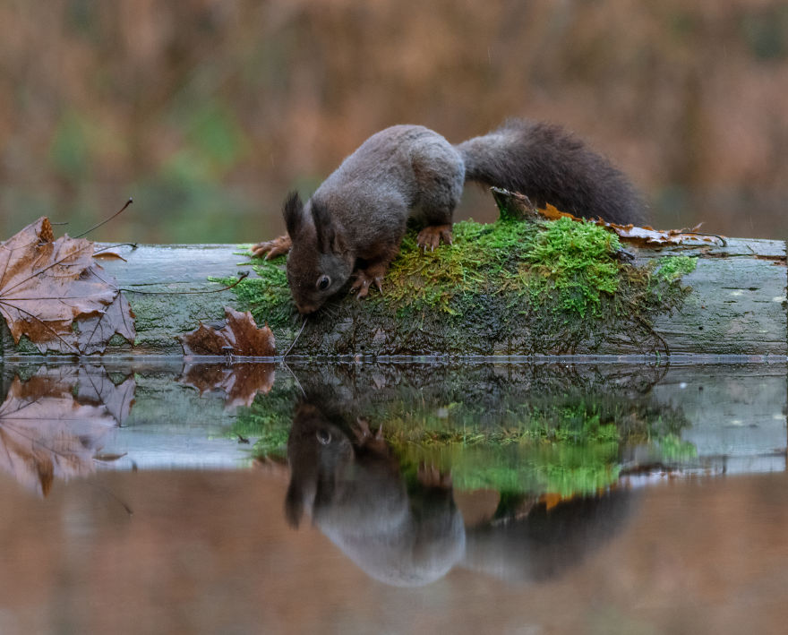 I Captured Squirrels Looking In The Water As If They Were Looking In The Mirror (14 Pics)