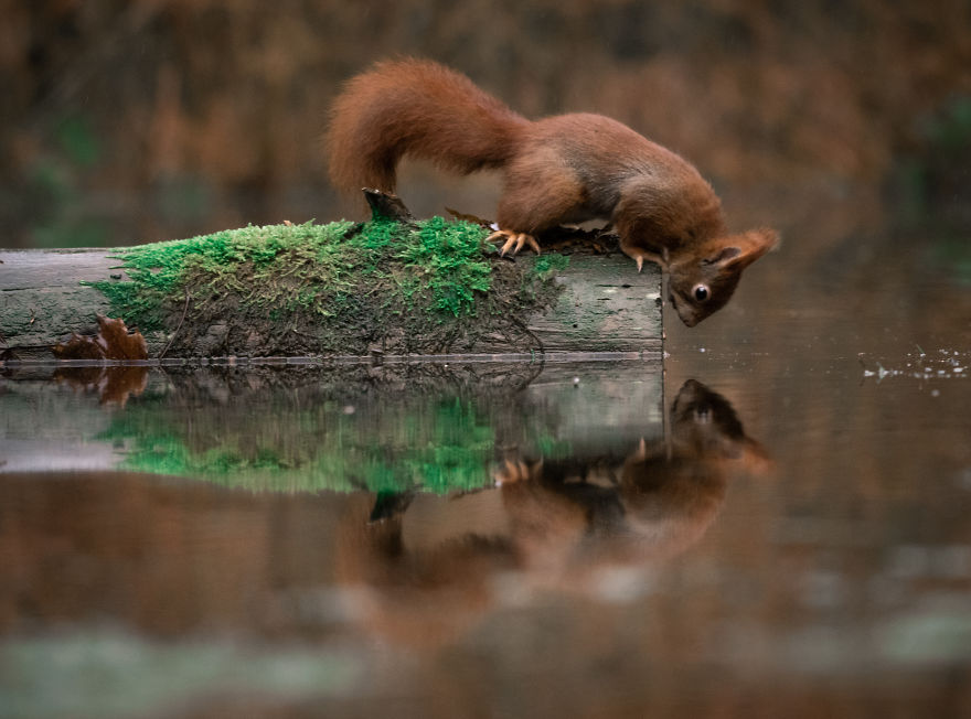 I Captured Squirrels Looking In The Water As If They Were Looking In The Mirror (14 Pics) I Captured Squirrels Looking In The Water As If They Were Looking In The Mirror (14 Pics)
