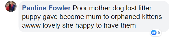 Rescue Dog Becomes A Mom To 3 Orphaned Kittens After Losing Her Own Litter Of Puppies