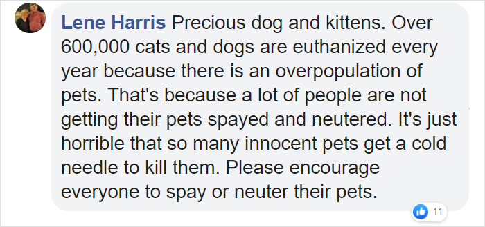 Rescue Dog Becomes A Mom To 3 Orphaned Kittens After Losing Her Own Litter Of Puppies