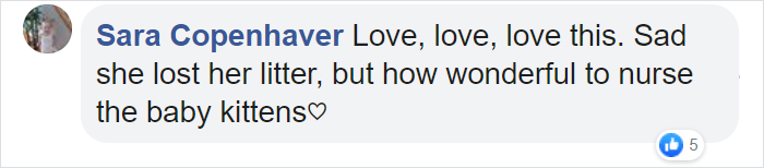 Rescue Dog Becomes A Mom To 3 Orphaned Kittens After Losing Her Own Litter Of Puppies Rescue Dog Becomes A Mom To 3 Orphaned Kittens After Losing Her Own Litter Of Puppies