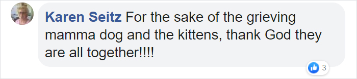 Rescue Dog Becomes A Mom To 3 Orphaned Kittens After Losing Her Own Litter Of Puppies Rescue Dog Becomes A Mom To 3 Orphaned Kittens After Losing Her Own Litter Of Puppies
