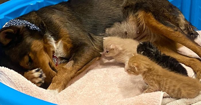Rescue Dog Becomes A Mom To 3 Orphaned Kittens After Losing Her Own Litter Of Puppies