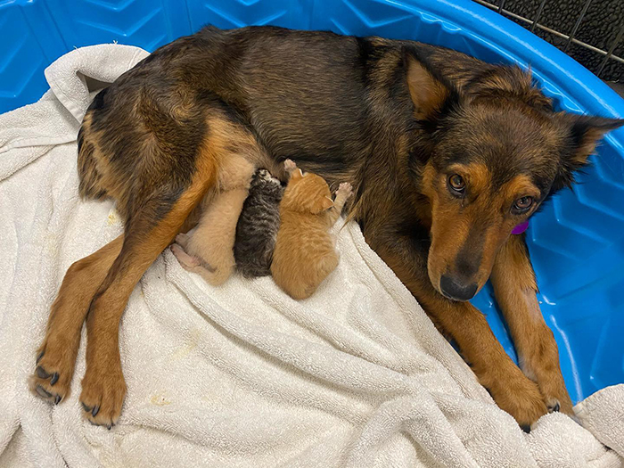 Rescue Dog Becomes A Mom To 3 Orphaned Kittens After Losing Her Own Litter Of Puppies Rescue Dog Becomes A Mom To 3 Orphaned Kittens After Losing Her Own Litter Of Puppies