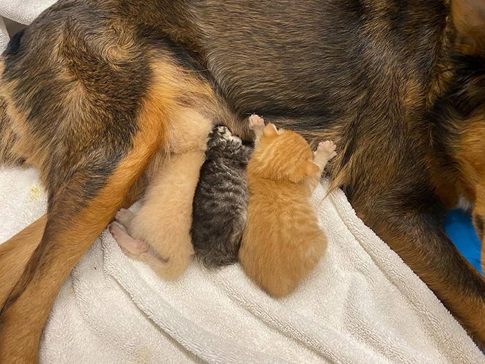 Rescue Dog Becomes A Mom To 3 Orphaned Kittens After Losing Her Own Litter Of Puppies Rescue Dog Becomes A Mom To 3 Orphaned Kittens After Losing Her Own Litter Of Puppies