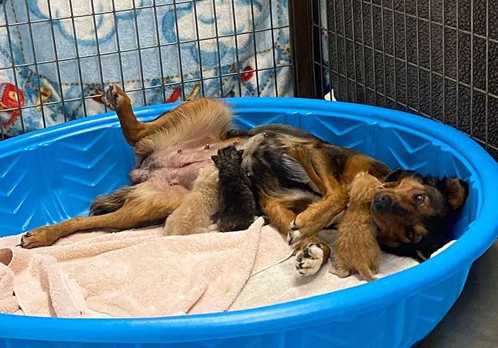 Rescue Dog Becomes A Mom To 3 Orphaned Kittens After Losing Her Own Litter Of Puppies Rescue Dog Becomes A Mom To 3 Orphaned Kittens After Losing Her Own Litter Of Puppies