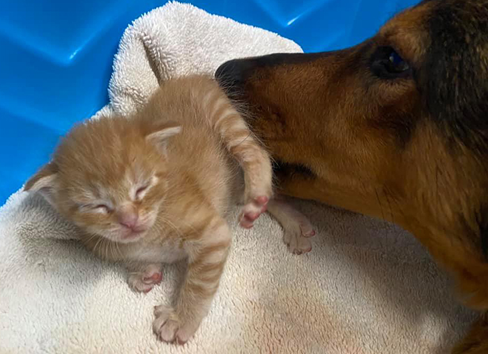 Rescue Dog Becomes A Mom To 3 Orphaned Kittens After Losing Her Own Litter Of Puppies Rescue Dog Becomes A Mom To 3 Orphaned Kittens After Losing Her Own Litter Of Puppies