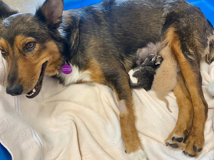 Rescue Dog Becomes A Mom To 3 Orphaned Kittens After Losing Her Own Litter Of Puppies Rescue Dog Becomes A Mom To 3 Orphaned Kittens After Losing Her Own Litter Of Puppies