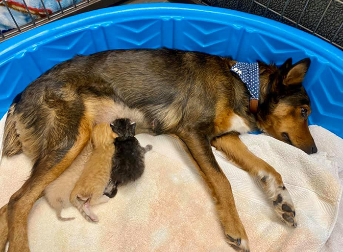 Rescue Dog Becomes A Mom To 3 Orphaned Kittens After Losing Her Own Litter Of Puppies Rescue Dog Becomes A Mom To 3 Orphaned Kittens After Losing Her Own Litter Of Puppies