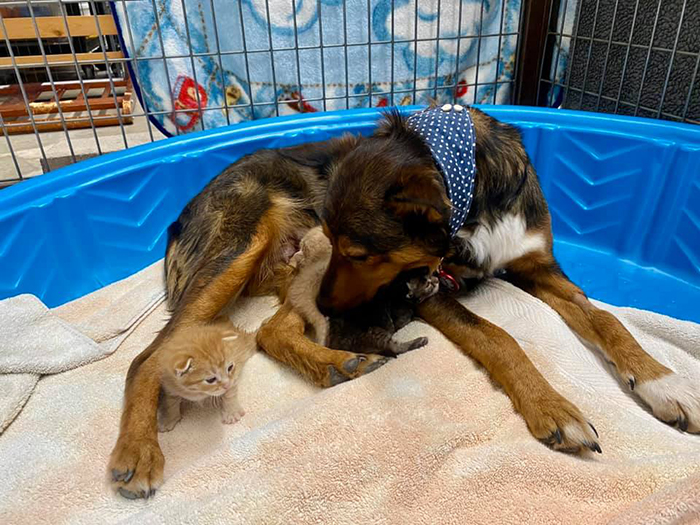 Rescue Dog Becomes A Mom To 3 Orphaned Kittens After Losing Her Own Litter Of Puppies