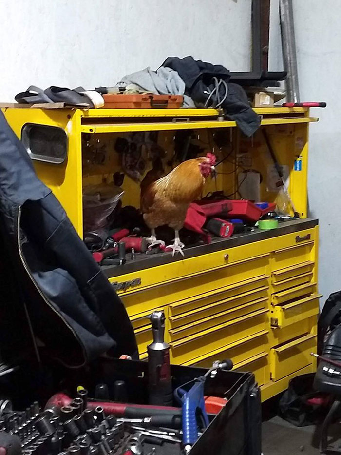 Abandoned Rooster Randomly Shows Up At Auto Shop And Decides He "Works" Here Now Abandoned Rooster Randomly Shows Up At Auto Shop And Decides He "Works" Here Now