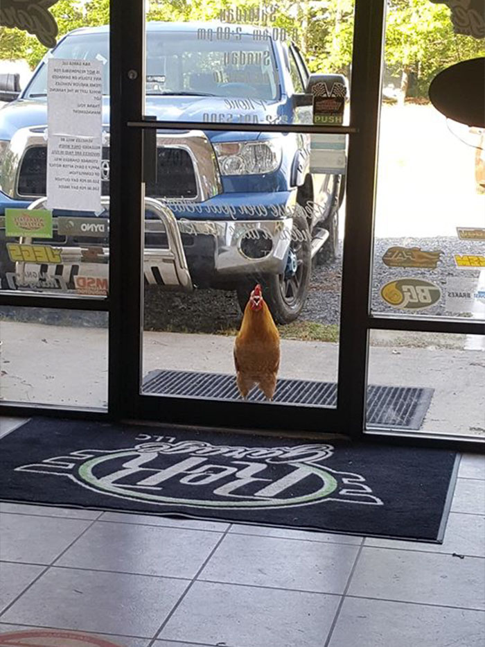 Abandoned Rooster Randomly Shows Up At Auto Shop And Decides He "Works" Here Now Abandoned Rooster Randomly Shows Up At Auto Shop And Decides He "Works" Here Now