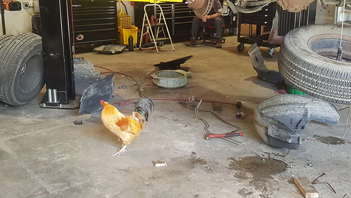 Abandoned Rooster Randomly Shows Up At Auto Shop And Decides He "Works" Here Now Abandoned Rooster Randomly Shows Up At Auto Shop And Decides He "Works" Here Now