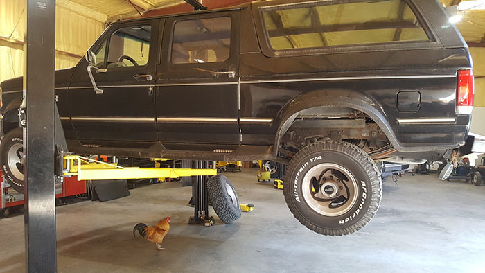 Abandoned Rooster Randomly Shows Up At Auto Shop And Decides He "Works" Here Now Abandoned Rooster Randomly Shows Up At Auto Shop And Decides He "Works" Here Now