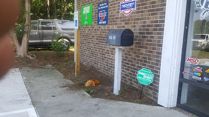 Abandoned Rooster Randomly Shows Up At Auto Shop And Decides He "Works" Here Now Abandoned Rooster Randomly Shows Up At Auto Shop And Decides He "Works" Here Now