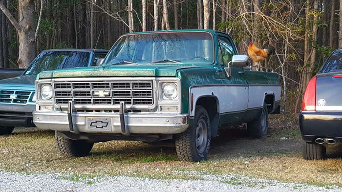 Abandoned Rooster Randomly Shows Up At Auto Shop And Decides He "Works" Here Now Abandoned Rooster Randomly Shows Up At Auto Shop And Decides He "Works" Here Now