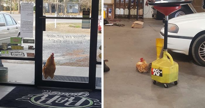 Abandoned Rooster Randomly Shows Up At Auto Shop And Decides He “Works” Here Now