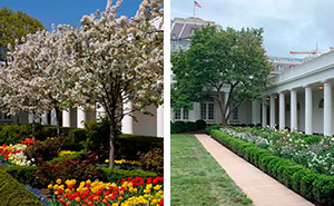 People Are Ridiculing Melania Trump’s White House Rose Garden Renovation With Savage Tweets