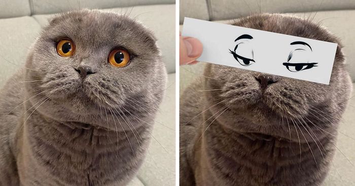 Guy Puts 20 Face Cutouts Over His Cats To Give Them Random Emotions