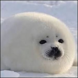 victoriaxyliu avatar