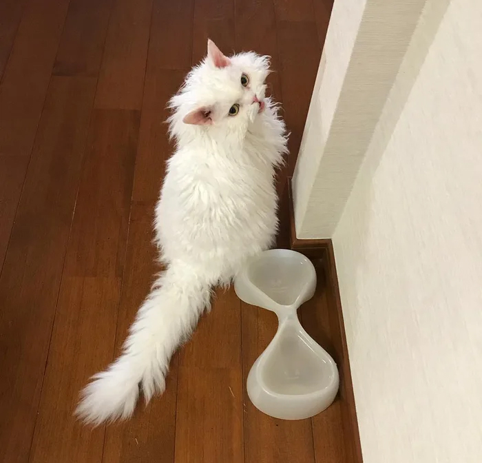 Selkirk-Rex-Angry-Cat-Chirico