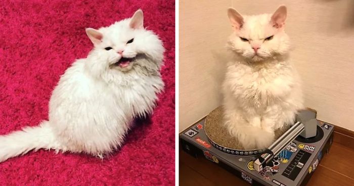 Meet Chirico, A Cat Whose Facial Expressions Make Her Look Like She’s Always Judging Others (30 Pics)
