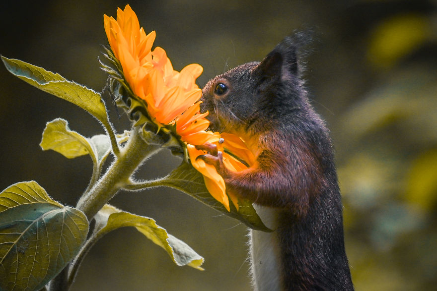To Spread Some Joy, I Photograph Squirrels Playing In My Garden