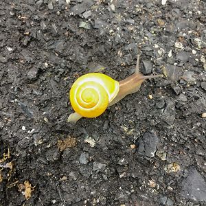 susanne-imset avatar