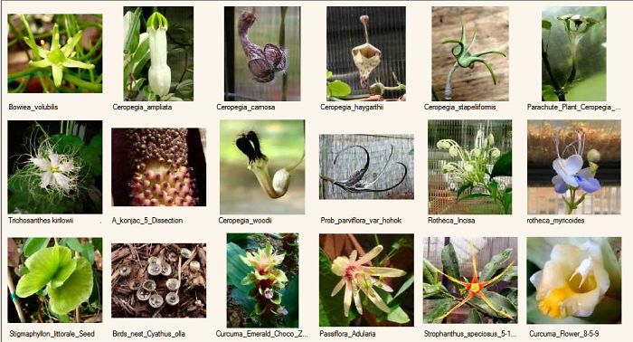 Collecting Strange Flowers And Seed Pods