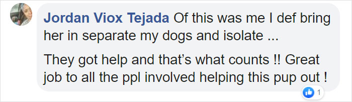 Poor Stray Dog Comes To Rest On This Family's Porch, Refuses To Leave Poor Stray Dog Comes To Rest On This Family's Porch, Refuses To Leave