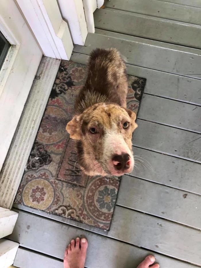 Poor Stray Dog Comes To Rest On This Family's Porch, Refuses To Leave Poor Stray Dog Comes To Rest On This Family's Porch, Refuses To Leave