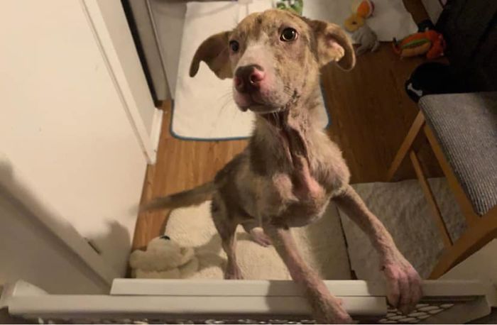 Poor Stray Dog Comes To Rest On This Family's Porch, Refuses To Leave Poor Stray Dog Comes To Rest On This Family's Porch, Refuses To Leave