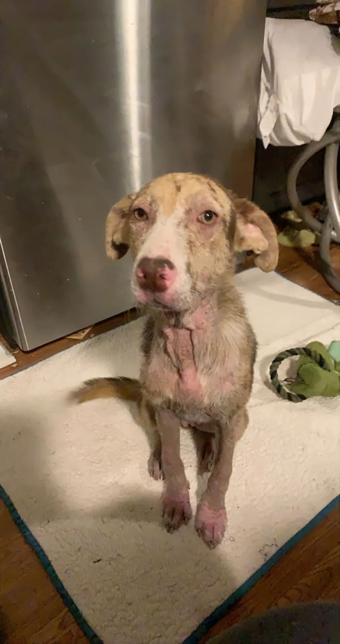 Poor Stray Dog Comes To Rest On This Family's Porch, Refuses To Leave Poor Stray Dog Comes To Rest On This Family's Porch, Refuses To Leave