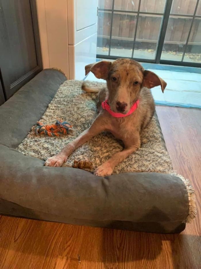 Poor Stray Dog Comes To Rest On This Family's Porch, Refuses To Leave Poor Stray Dog Comes To Rest On This Family's Porch, Refuses To Leave