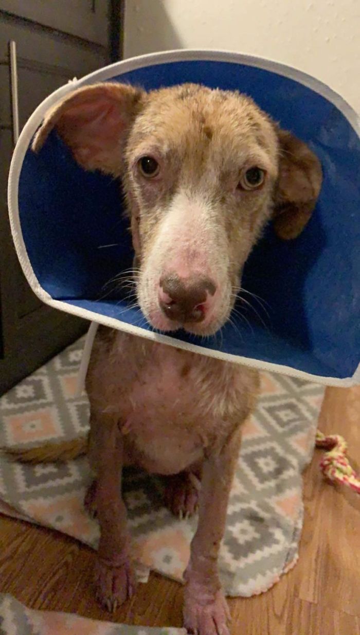 Poor Stray Dog Comes To Rest On This Family's Porch, Refuses To Leave