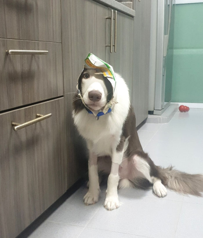 My Dog Managed To Get Into A Pack Of Frozen Fish Fillets And He Would've Gotten Away With It If He Didn't Get Stuck And Had To Come To Me For Help