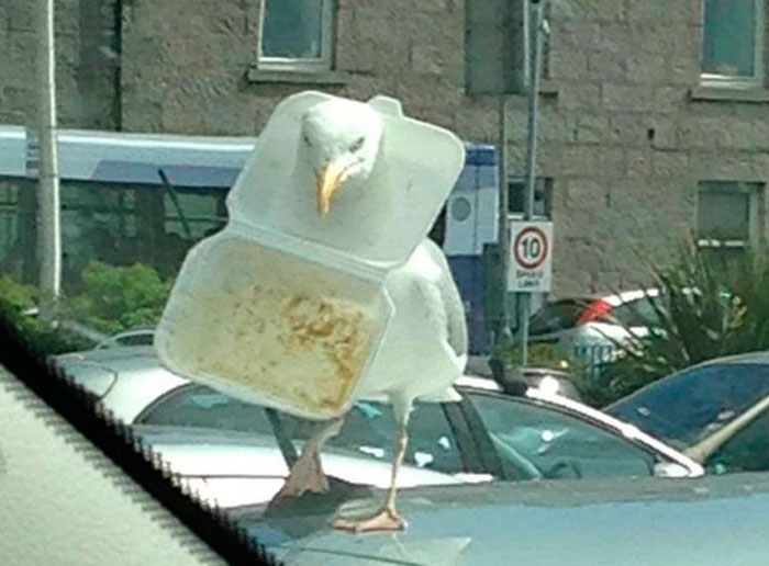 Seagull Gets Head Stuck In Takeaway Box