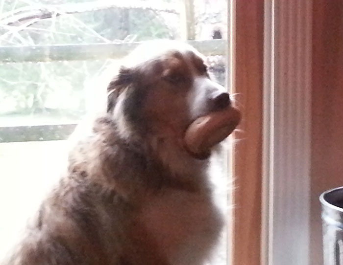 My Dog Tried To Eat A Bagel... And It Got Stuck