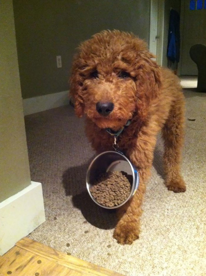 Sometimes Your Food Dish Gets Stuck On Your Collar And You Leave A Trail Of Food Around The House