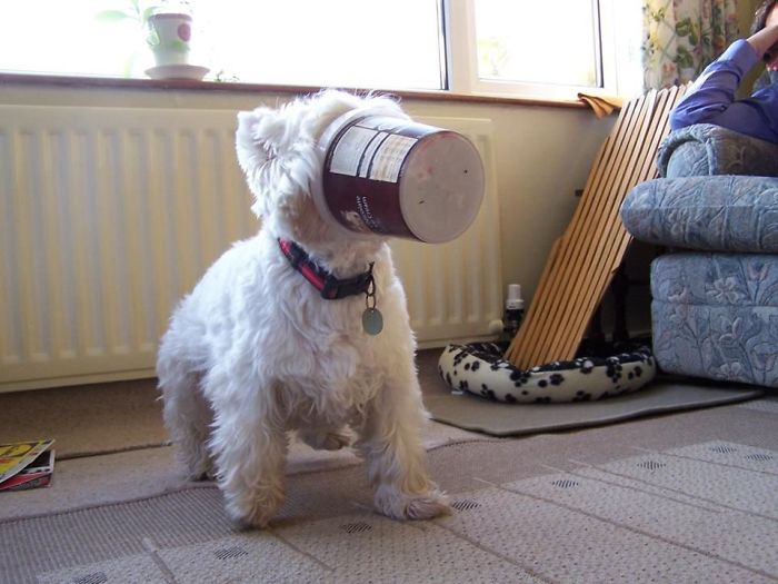 Pinterest View Image Lily Sometimes Gets Her Face Stuck In Our Ice Tea Cup