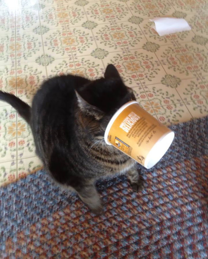 He Thought He Was Being Sneaky Stealing Food. Then He Got Stuck And Proceeded To Have A Meltdown