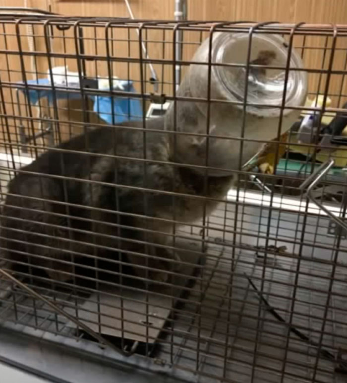 Cat Rescued After Surviving Week With Head Stuck In Mayo Jar