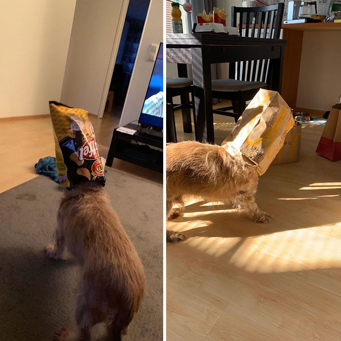 Oh, Dear. Got My Fat Head Stuck In Them Yummy Bags Again