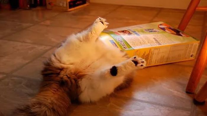 Cat Stuck In A Cereal Box